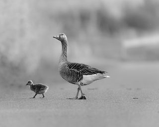 Мама - главная в их мире