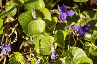 Фиалка лесная