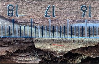 Маштаб Galumnoidea