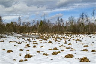 Весенние пучки травы в заболоченной низинке