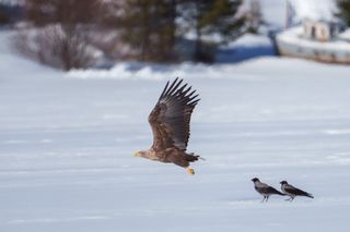 Орлан и вороны