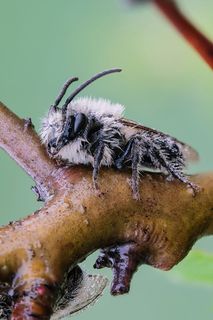 Андрена-магна (лат. Andrena magna)