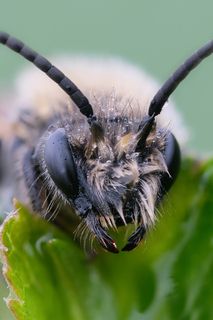 Андрена-магна (лат. Andrena magna)