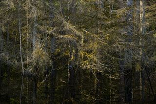 Подтопленнывесенний лес (1)