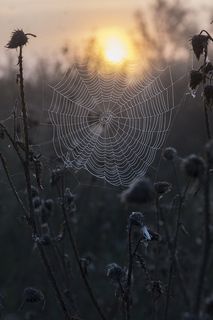 утренние кружева