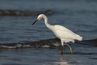 Американская белая цапля невелика, всего-то около 60 см. И это вытянувшись в полный рост, а если шею втянет, и того меньше.
Она не застывает на месте, а трусит вдоль берега и на ходу умудряется вылавливать всякие вкусности. Всплескивая при этом крыльями, будто удивляясь :\