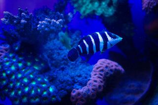 Красное море