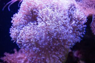 Красное море