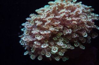 Красное море