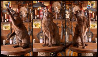 Кошачий триптих