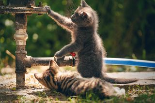 Коты - нефтяники :)