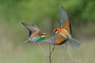 Щурки - Lens and Feathers