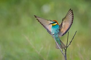 Щурки - Lens and Feathers