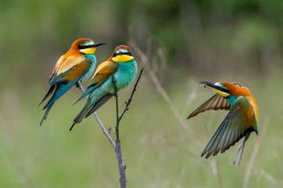 Щурки - Lens and Feathers