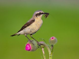 Каменка. Мальчик.