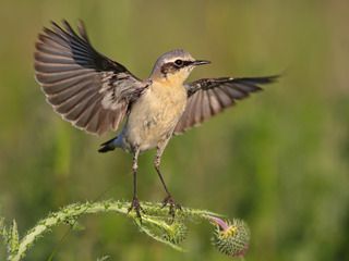 Каменка. Мальчик.