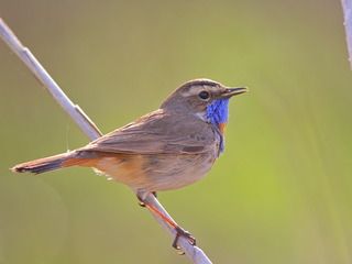 Варакушка — шведский соловей. Мальчик.