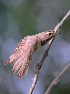 Шведский соловей лат. Luscinia svecica, или варакушка. Девочка.