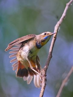 Шведский соловей лат. Luscinia svecica, или варакушка. Девочка.