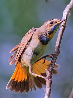 Шведский соловей лат. Luscinia svecica, или варакушка. Девочка.
