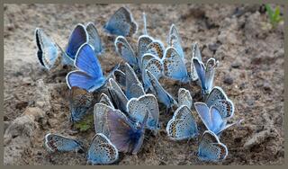 Polyommatus icarus