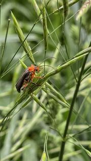 мобильная фотография