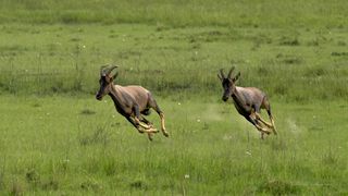 Антилопа Топи