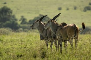 Антилопа Иланд