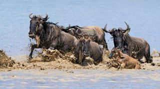 Антилопа Гну
