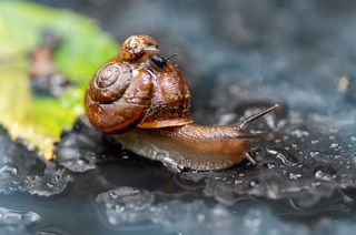 дачные улиточки