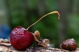 дачные улиточки