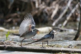 Дай букашечку!