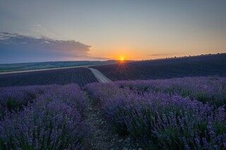В поле на рассвете
