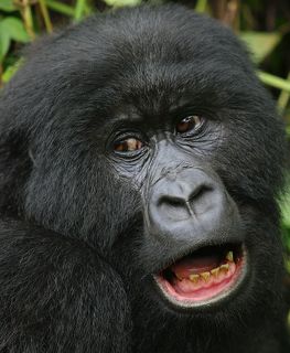 Почти удивил!