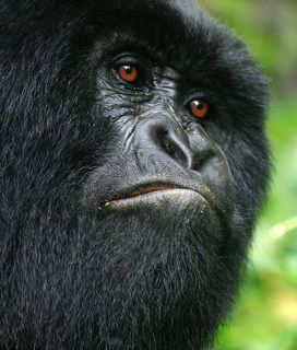 Нифига не убедил!