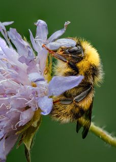 В пушистой шубке