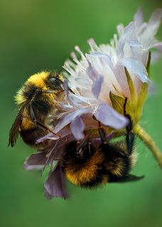 Подружки-работницы