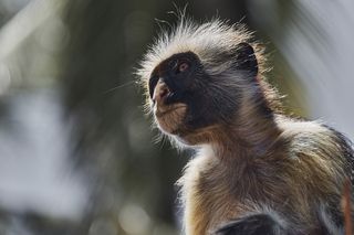 Colobus portrait1
