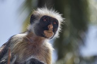 Colobus portrait2