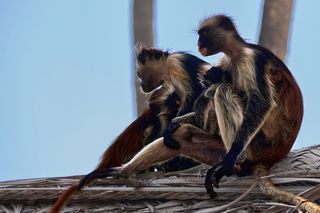 Colobus family1