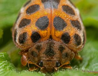 мохнатушечка