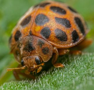 мохнатушечка