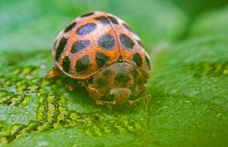 мохнатушечка