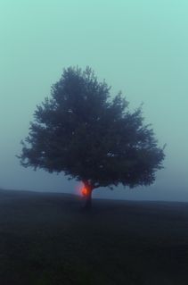 Lamenting in loneliness and despair