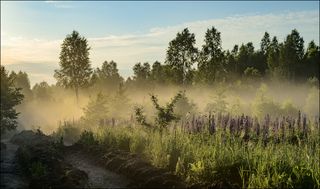 Восход у пожарозагородительной линии леса