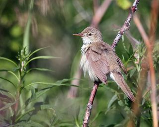 Садовая камышовка