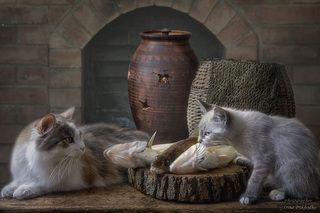 - Нельзя есть сырую рыбу!
-Даже голодным?
