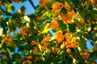 райские яблочки