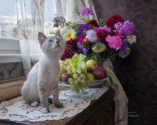 - Я тоже, когда вырасту, буду котомоделью!