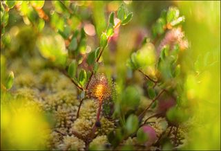 Росянки в клюкве (2)